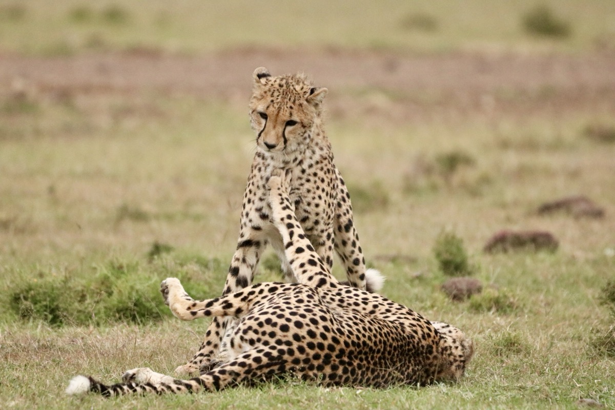 Pair of cheetahs resting in grassland