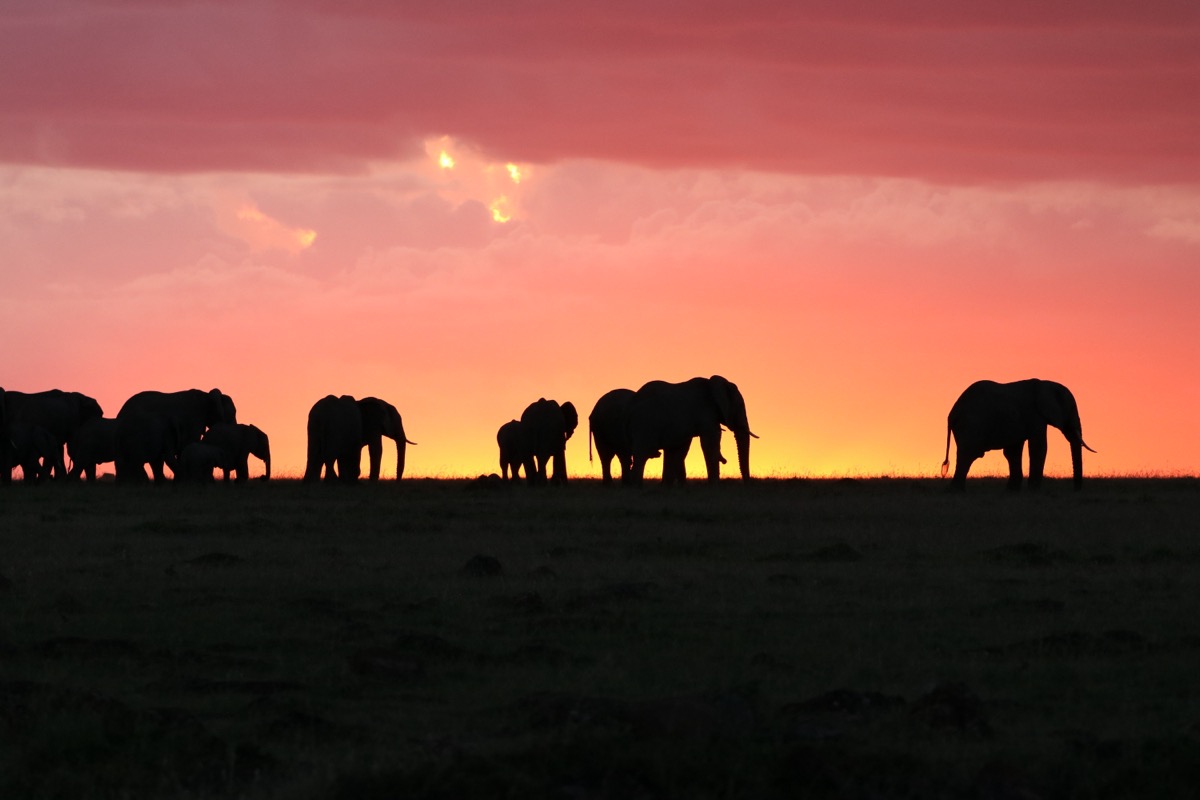 Elephant herd silhouetted against a sunset sky