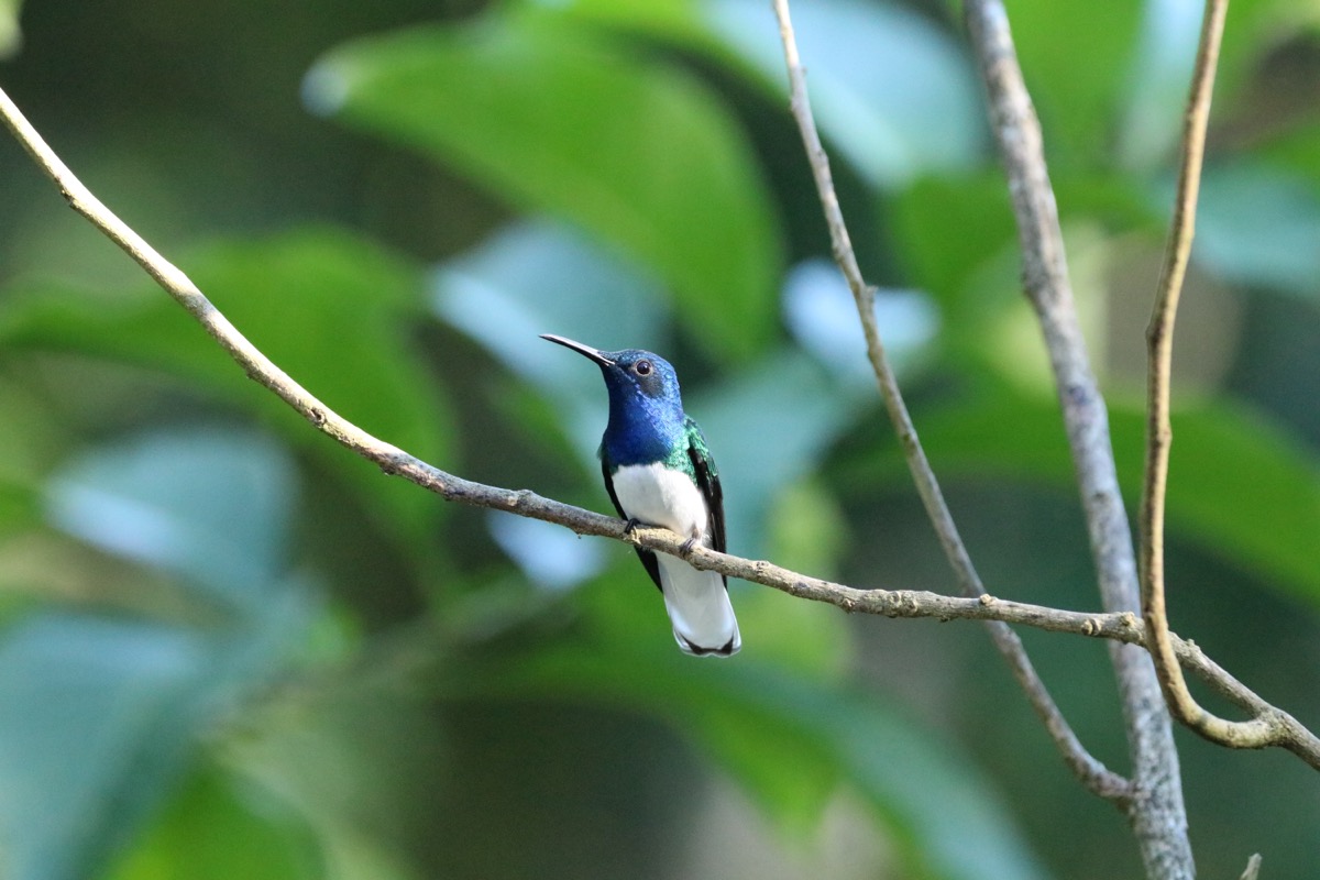 Blue-and-white hummingbird perched on a branch