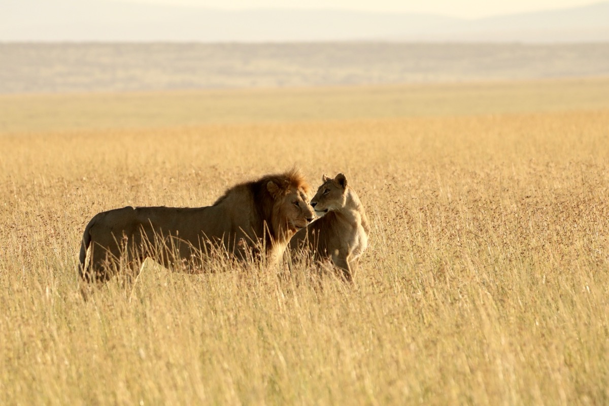 Two lions in golden savanna grass